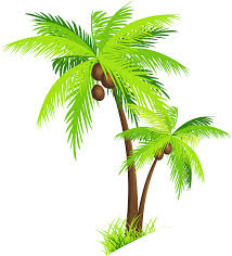 coconut tree