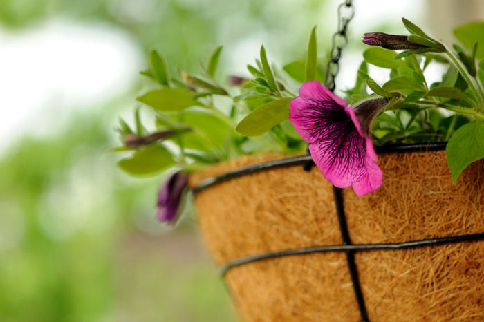 moulded hanging basket